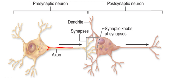 <p>composed of:</p><ul><li><p>dendrites: fibers that project out of the cell body, receiving info from other neurons</p></li><li><p>cell body (soma): : contains nucleus and other biologic essentials to keep cell alive</p></li><li><p>axon: transmits signals through the neuron</p></li><li><p>axon terminal: end of the axon; send messages to a different neuron</p></li></ul><p></p>