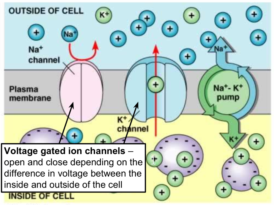 resting potential