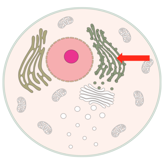 <p><span>major&nbsp;site of&nbsp;protein and enzyme&nbsp;synthesis within the cell. membrane surface is covered with ribosomes.</span></p>