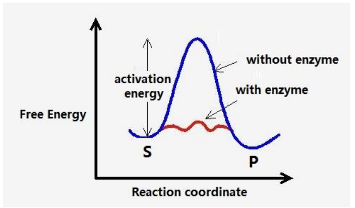 <p>Biological catalysts that speed up the rate of reaction</p><ul><li><p>Does this by reducing the potential energy of the transition state</p><ul><li><p>Activation energy (Ea) is lowered</p></li><li><p>Products can be produced a</p><p>t a faster rate</p></li></ul></li><li><p>The catalyst does not alter the physical composition of the products</p></li></ul><p></p>