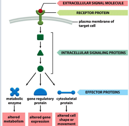 <p><span data-name="one" data-type="emoji">1⃣</span> Reception: </p><ul><li><p>Signal (ligand) binds to receptor protein.</p></li><li><p>Binding is highly specific.</p></li><li><p>Receptor shape changes (conformational change).</p></li></ul><p> <span data-name="two" data-type="emoji">2⃣</span> Transduction: </p><ul><li><p>Signal relayed through proteins (relay molecules).</p></li><li><p>Signal amplified like falling dominoes.</p></li></ul><p> <span data-name="three" data-type="emoji">3⃣</span> Response: </p><ul><li><p>Cellular activity changes (e.g. movement, gene expression, division, death).</p></li></ul><p></p>