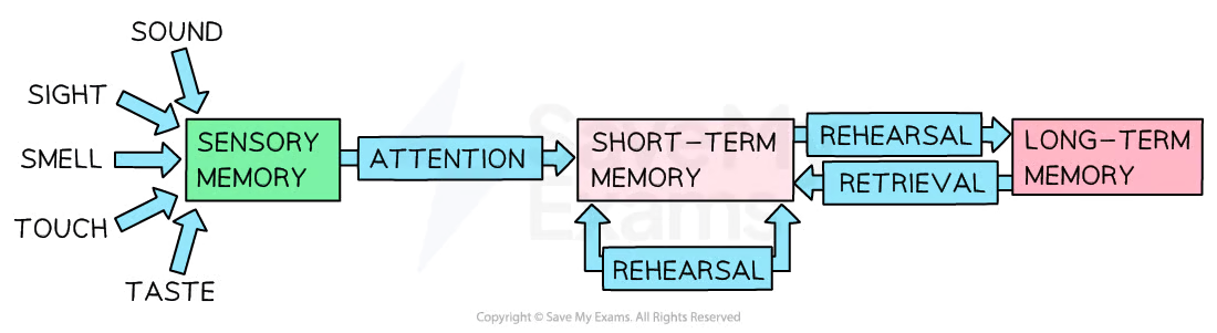 <p>A representation of how memory works in terms of 3 stores</p><ul><li><p>Describes how information is transferred from one store to another</p></li></ul><p></p><p></p>