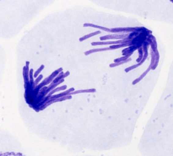 <p>spindle fibers separate sister chromatids &amp; move them to opposite poles</p>
