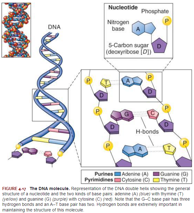 <p>Each helical chain in a DNA molecule has its phosphate-sugar backbone toward the <strong>outside </strong>and its bases pointing <strong>inward </strong>toward the bases of the other chain. More than that, each base in one chain is joined to a base in the other chain by means of either two or three hydrogen bonds to form what is known as a<strong> base pair. </strong></p>