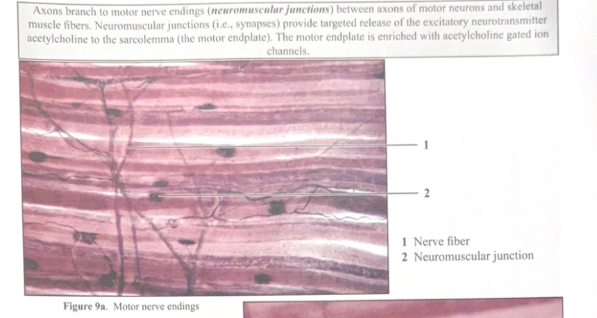 <ol><li><p>Nerve fiber </p></li><li><p>Neuromuscular junction </p></li></ol><p></p>