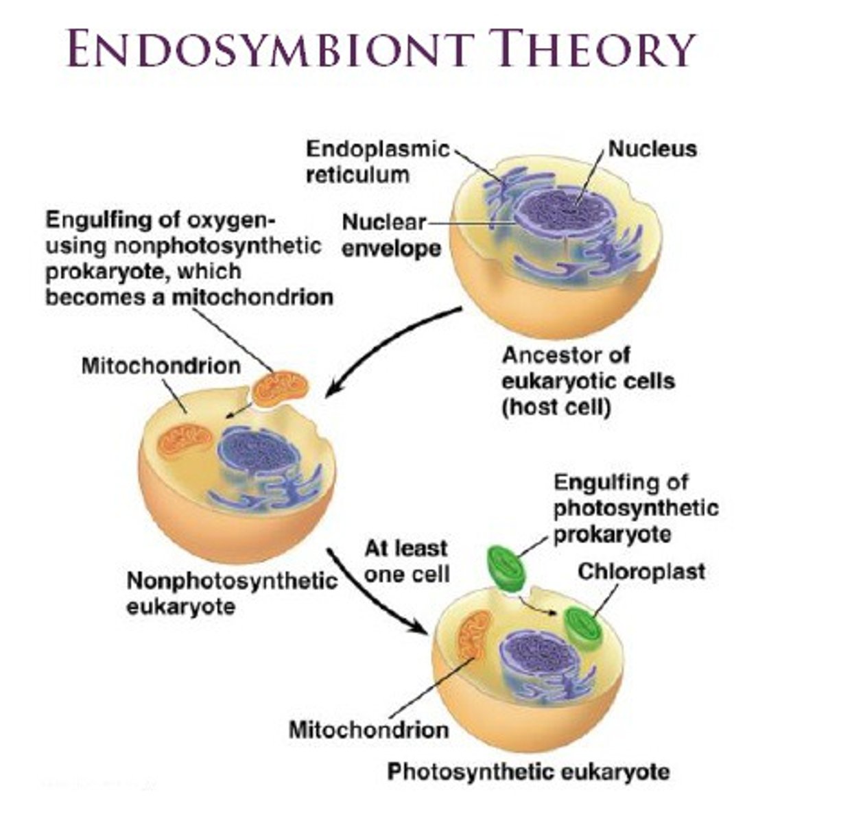 <p>An ancestor of eukaryotic cells engulfed a non-photosynthetic prokaryote cell which formed an endosymbiont relationship with its host. The host cell and endosymbiont merged into a single, eukaryotic cell with a mitochondrion. At least one of these cells may have taken up a photosynthetic prokaryote, becoming the ancestors of the cells which contain chloroplasts.</p>