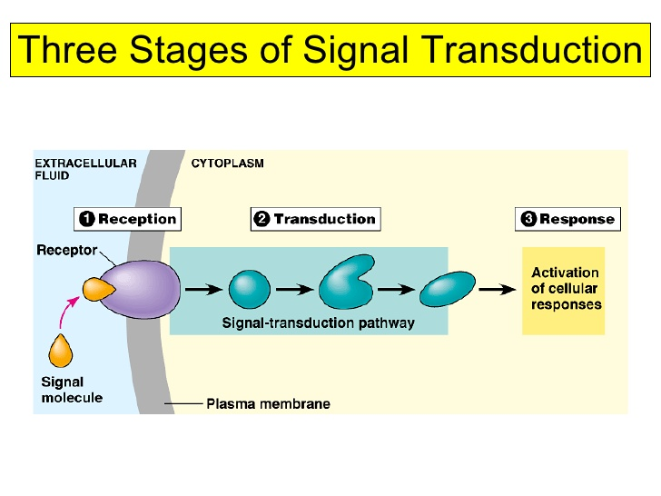<p>Reception, Transduction, Response</p>