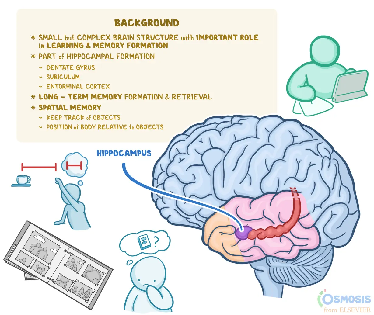<p>responsible for forming long term memories and retrieving them.</p>