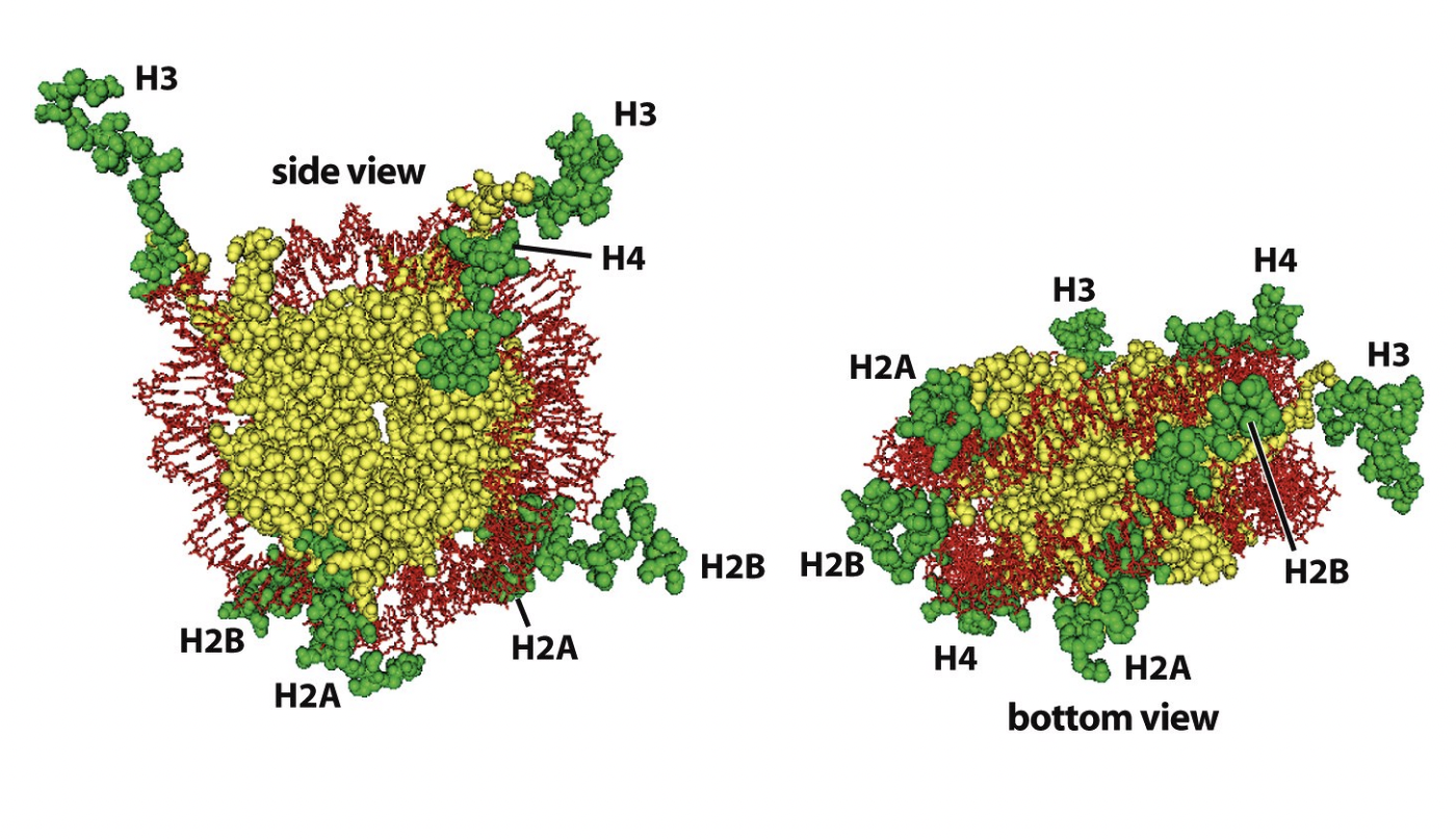 <p>Post-<strong>translational</strong> modifications of <strong>histone tails</strong></p><ul><li><p>produce altered binding surfaces&nbsp;</p></li><li><p>for effector proteins</p><ul><li><p>→ influence chromatin strucuture</p></li></ul></li></ul><p></p>