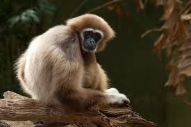 <p>Characteristics of Hominoidea</p>