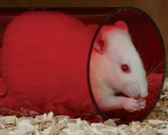 <p>RATS (Rattus norvegicus)</p><p>Strain (W)</p><p>Synonym</p><p>Colour</p><p>Characteristics</p>