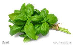 <p>Basil</p>