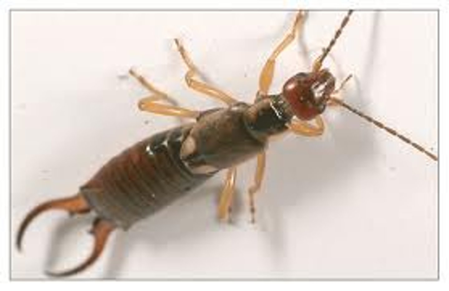 <p>Earwigs</p>