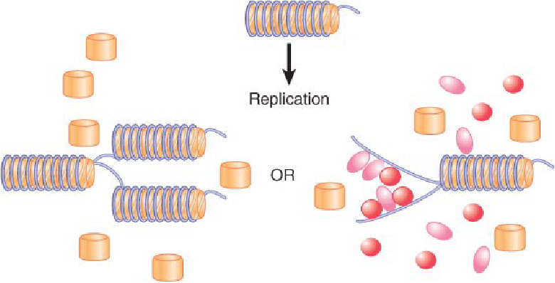 <ul><li><p>first mechanism: When replication disrupts chromatin structure, after the Y fork has passed, either chromatin can reform or transcription factors can bind and prevent chromatin formation</p></li></ul><p></p><ul><li><p>transcription factors bind promoters to keep open access to the genes and prevent nucleosomes from reforming</p></li></ul>
