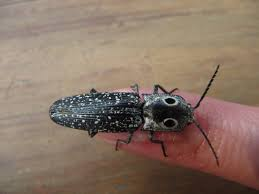 <p>Click beetle</p>