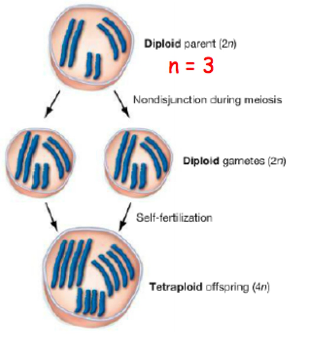 <p>an individual with more than two chromosome sets, derived from one species</p>