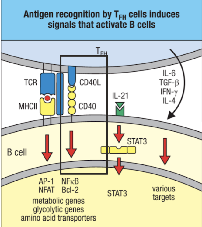 <ul><li><p>most B cells must still be activated by T cells, which undergo their own central and peripheral tolerance</p></li><li><p>antigen presentation without T<sub>FH</sub> costimulation leads to anergy (inactivation)</p><ul><li><p>T<sub>FH</sub> won’t give costimulation if it has been inactivated by APC (generally because antigen is “self”)</p></li></ul></li></ul><p></p>