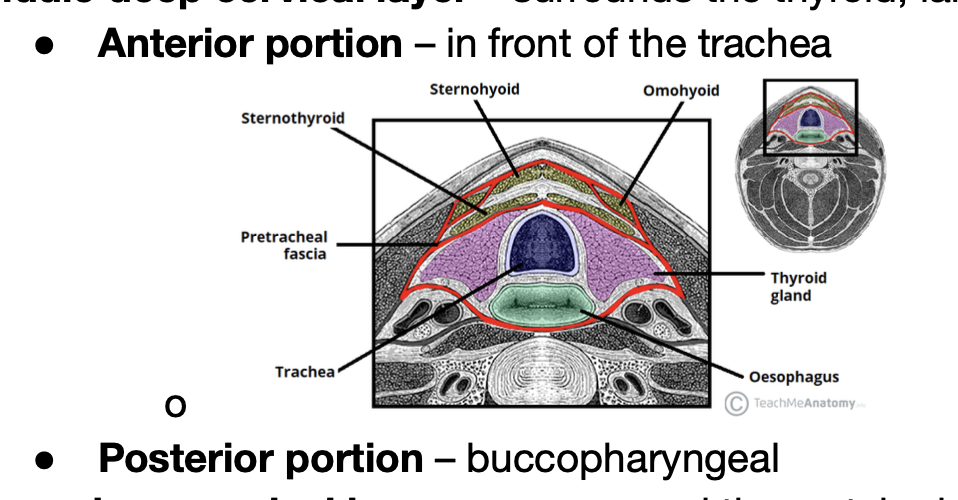 <p>buccopharyngeal fascia </p>