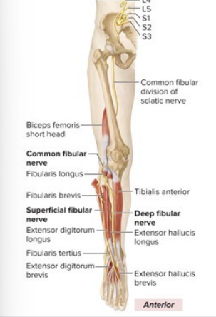 <ul><li><p>parallel to tibial nerve</p></li><li><p>wraps around the lower leg to the front</p></li></ul><p></p>
