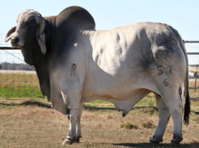 <ul><li><p><span style="color: rgb(0, 0, 0);">First bred in US from cattle imported from India. These are the sacred cattle of India.</span></p></li><li><p><span style="color: rgb(0, 0, 0);"> Characterized by a large hump over the top of the shoulder and neck; ears are large and pendulous.</span></p></li><li><p><span style="color: rgb(0, 0, 0);">Mainly used for breeding and meat industry.</span></p></li><li><p><span style="color: rgb(0, 0, 0);"> Extensively cross-bred with other beef breeds to develop new breeds.</span></p></li><li><p><span style="color: rgb(0, 0, 0);">Known for extreme tolerance to heat and resistance to insects due to thick hide.</span></p></li><li><p><span style="color: rgb(0, 0, 0);">Horn Status: Horned.</span></p></li><li><p><span style="color: rgb(0, 0, 0);"> Colors: red, very light gray to almost black.</span></p></li><li><p><span style="color: rgb(0, 0, 0);">Bulls: 1600 – 2200 lbs. Cows: 1000 – 1400 lbs.</span></p></li></ul><p></p>