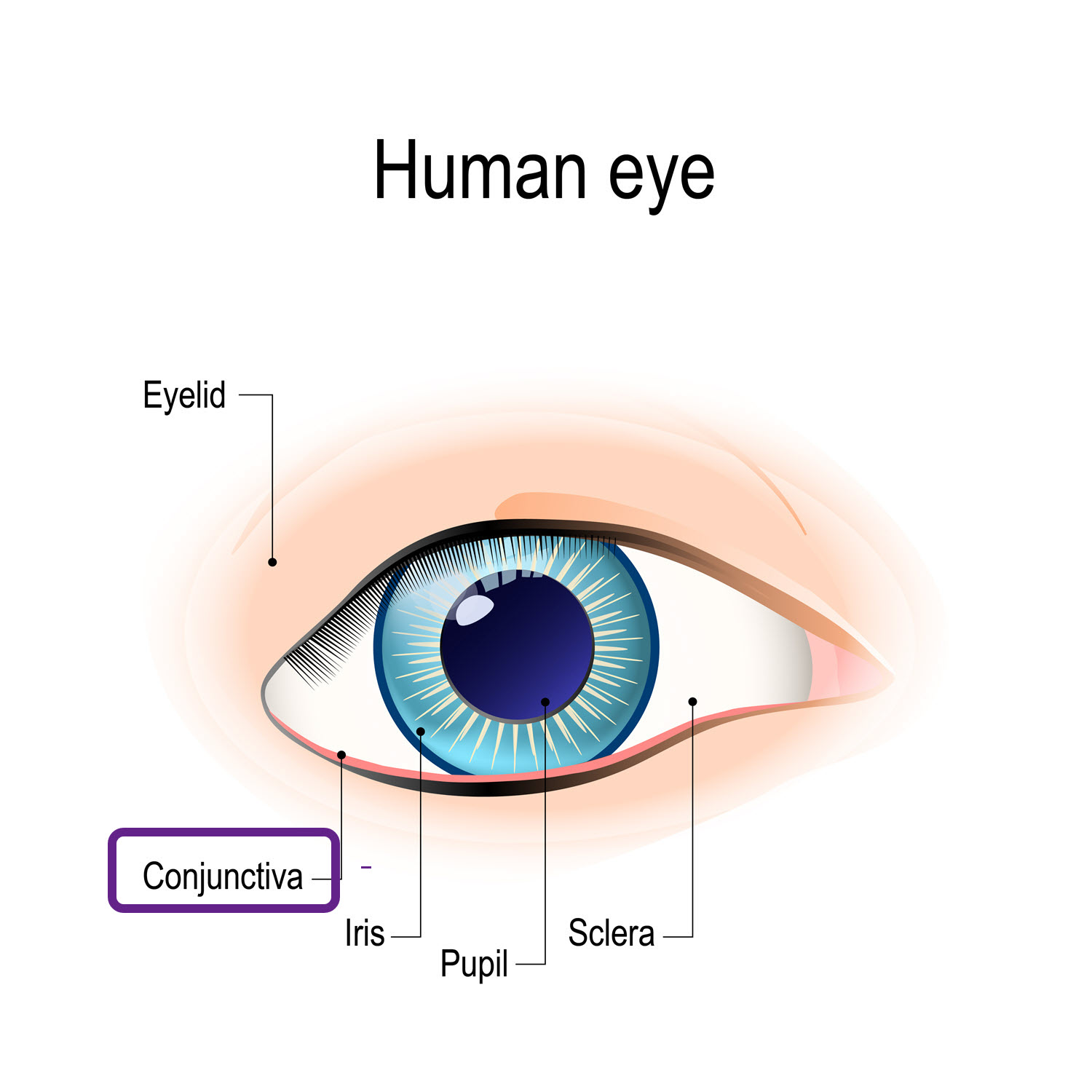 <p>Ocular conjuctiva</p>