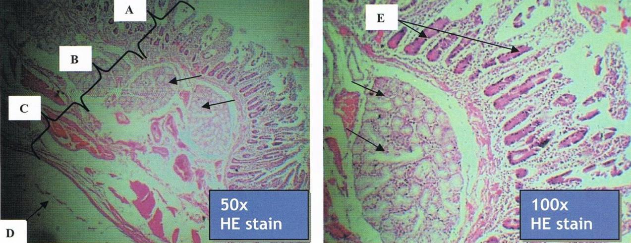 <p>identify the structure</p>