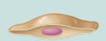 <p>squamous</p>
