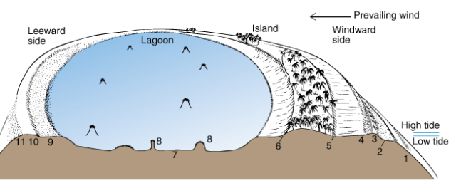<ol><li><p>Outer seaward slope 2 windward reef margin 3. Algal ridge 4.reef flat</p></li></ol><ol start="5"><li><p>Seaward beach of island 6. Lagoon beach of island 7. Lagoon floor</p></li></ol><ol start="8"><li><p>Lagoon reefs 9.  Leeward reef flat 10. Leeward reef margin 11. leeward reef slope</p></li></ol><p class="has-focus is-empty"></p>