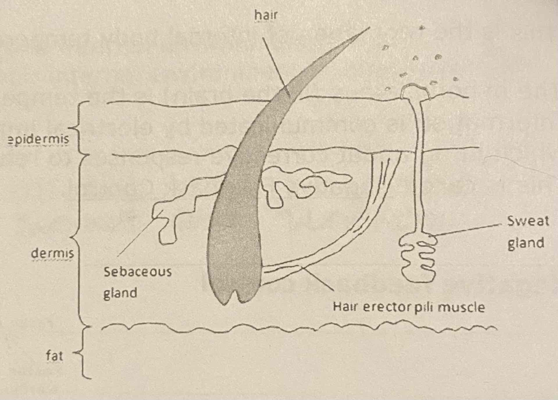 <p>Sweating</p>