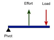 This type of lever is like catapult wherein the effort is applied between the load and the fulcrum.