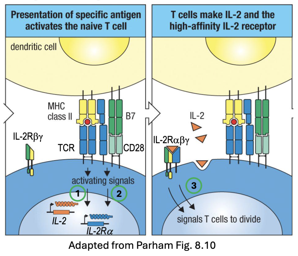 <ul><li><p><span><span>TCR:MHC signaling is insufficient for full activation → </span><strong><span>anergy</span></strong></span></p></li><li><p><span><strong><span>Costimulation (signal 2</span></strong><span>): B7 molecules (</span><strong><span>CD80, CD86</span></strong><span>) upregulated on </span><u><span>activated</span></u><span> APCs→ bind </span><strong><span>CD28 </span></strong><span>on T cells→ enhance signal 20-30 fold</span></span></p><ul><li><p><span><span>Src kinases (Lck, Fyn) phosphorylate cytoplasmic tail→ PI3K recruitment</span></span></p></li></ul></li><li><p><span><span>AP-1/NFkB/NFAT-1 signaling → upregulation of </span><strong><span>IL-2 </span></strong><span>and </span><strong><span>CD25</span></strong><span> (IL-</span></span><br><span><span>2Rα chain)</span></span></p></li><li><p><span><strong><span>Cytokine (signal 3)</span></strong><span>: IL-2 is a critical survival and proliferation factor</span></span></p></li></ul><p>signal 2 and 3 to reinforce activation</p><p>signal 2: costimulation CD80/86 of activated APCs</p><p>IL-2Ralpha (high affinity receptor- better than IL-2Rbeta)</p><p>signal 3: IL-2 signal</p>