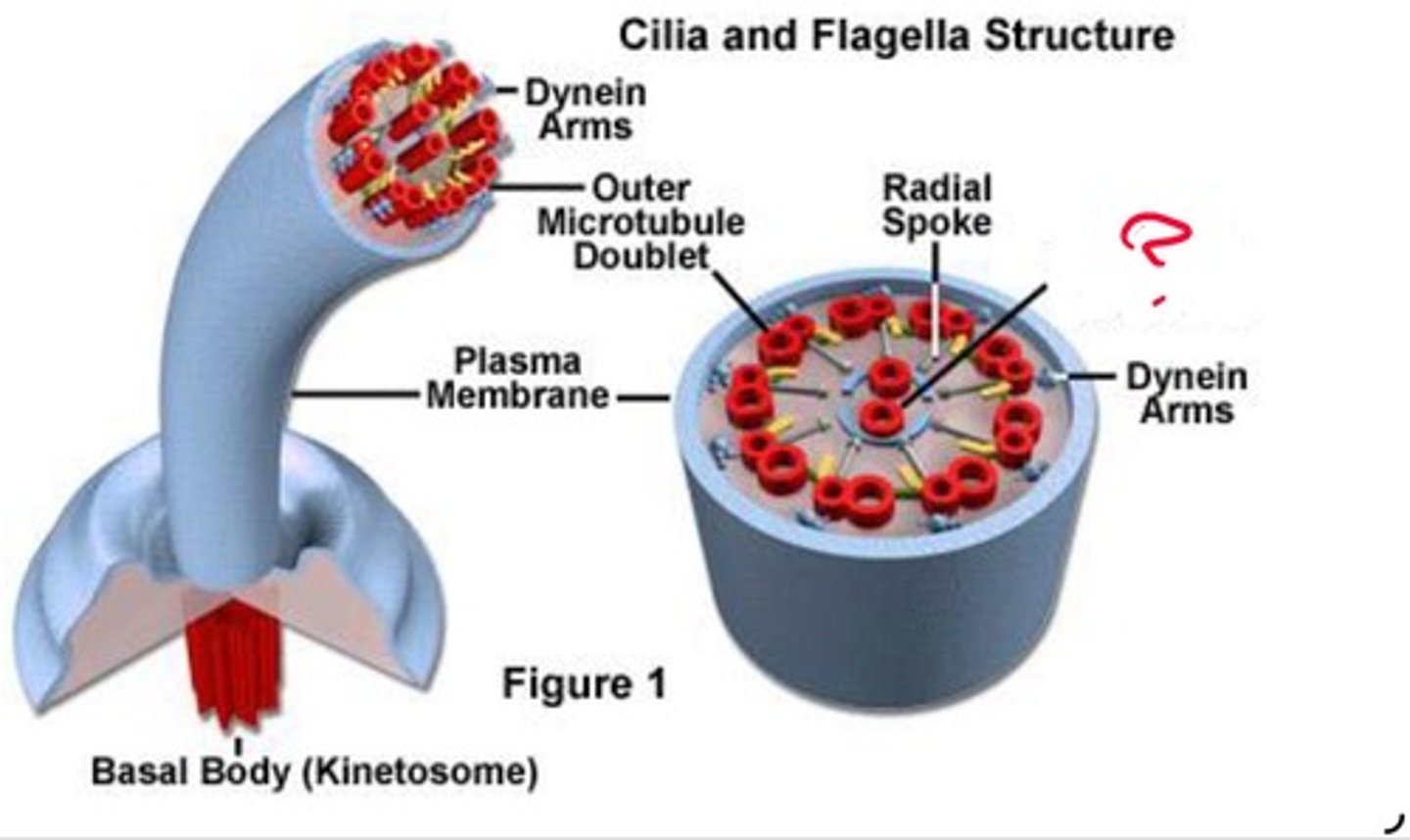 <p>What cilia structure is this?</p>