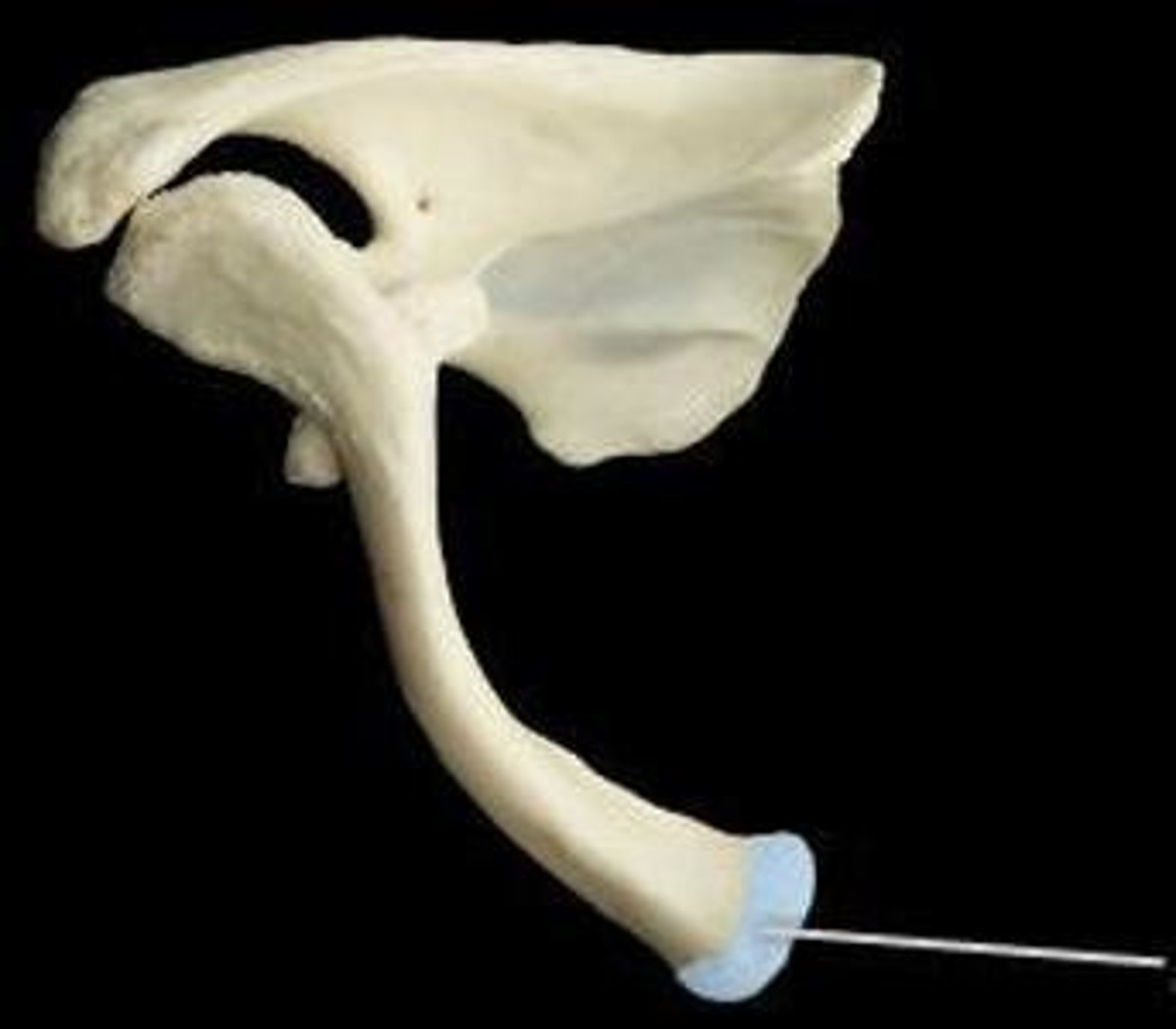 <p>articulates with manubrium via the sternoclavicular joint</p>
