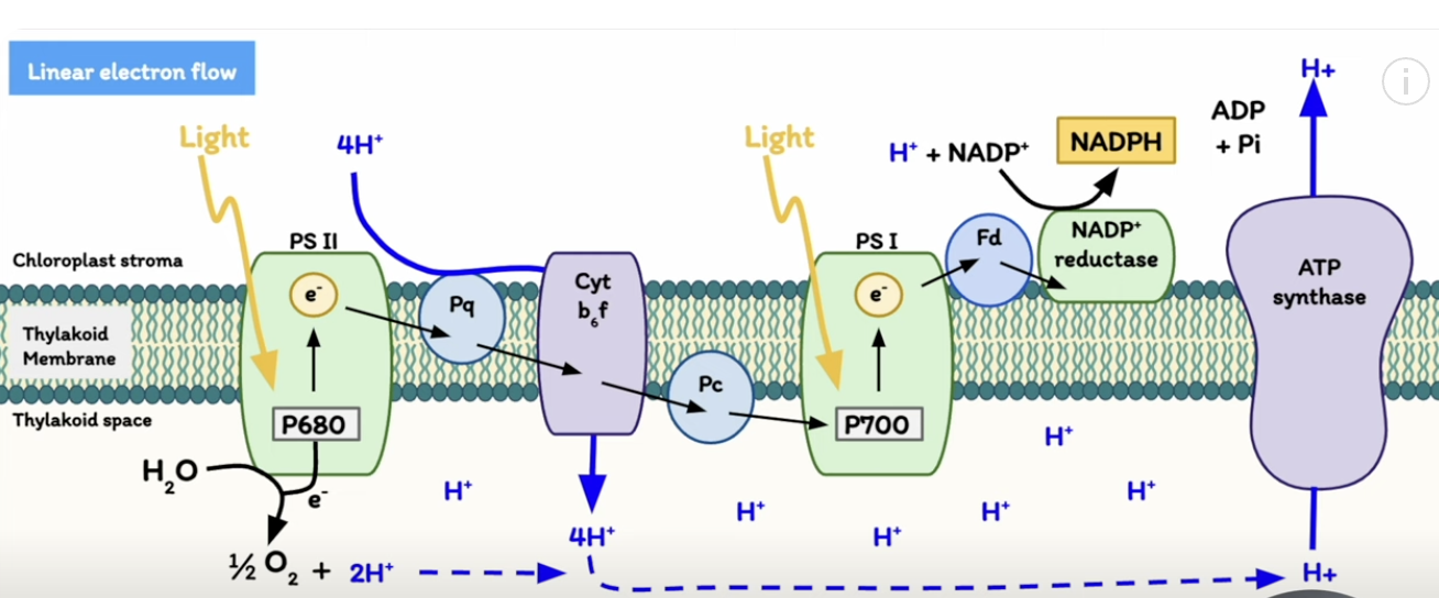 <ul><li><p><strong>PQ shuttles electrons in PSII</strong></p></li><li><p><strong>PC transfers electrons to PSI</strong></p></li><li><p><strong> Fd helps reduce NADP+ to NADPH via FNR.</strong></p></li></ul><p></p>