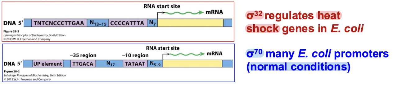 <p>They recognize different classes of promoters and allow coordinated expression of different sets of genes. For example, sigma 32 regulates heat shock genes in E. coli, while sigma 70 regulates many E. coli promoters in normal conditions.</p>