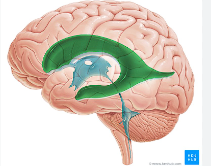 <ul><li><p>there are both a left and right lateral ventricle </p><ul><li><p>this depends on the perspective remember!! </p></li></ul></li></ul><p></p>
