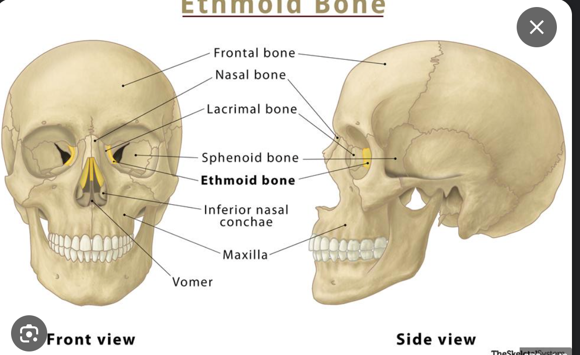 light, spongy bone located at the roof and sides of the nose, separates the nasal cavity from the brain, and it also forms a portion of each orbit