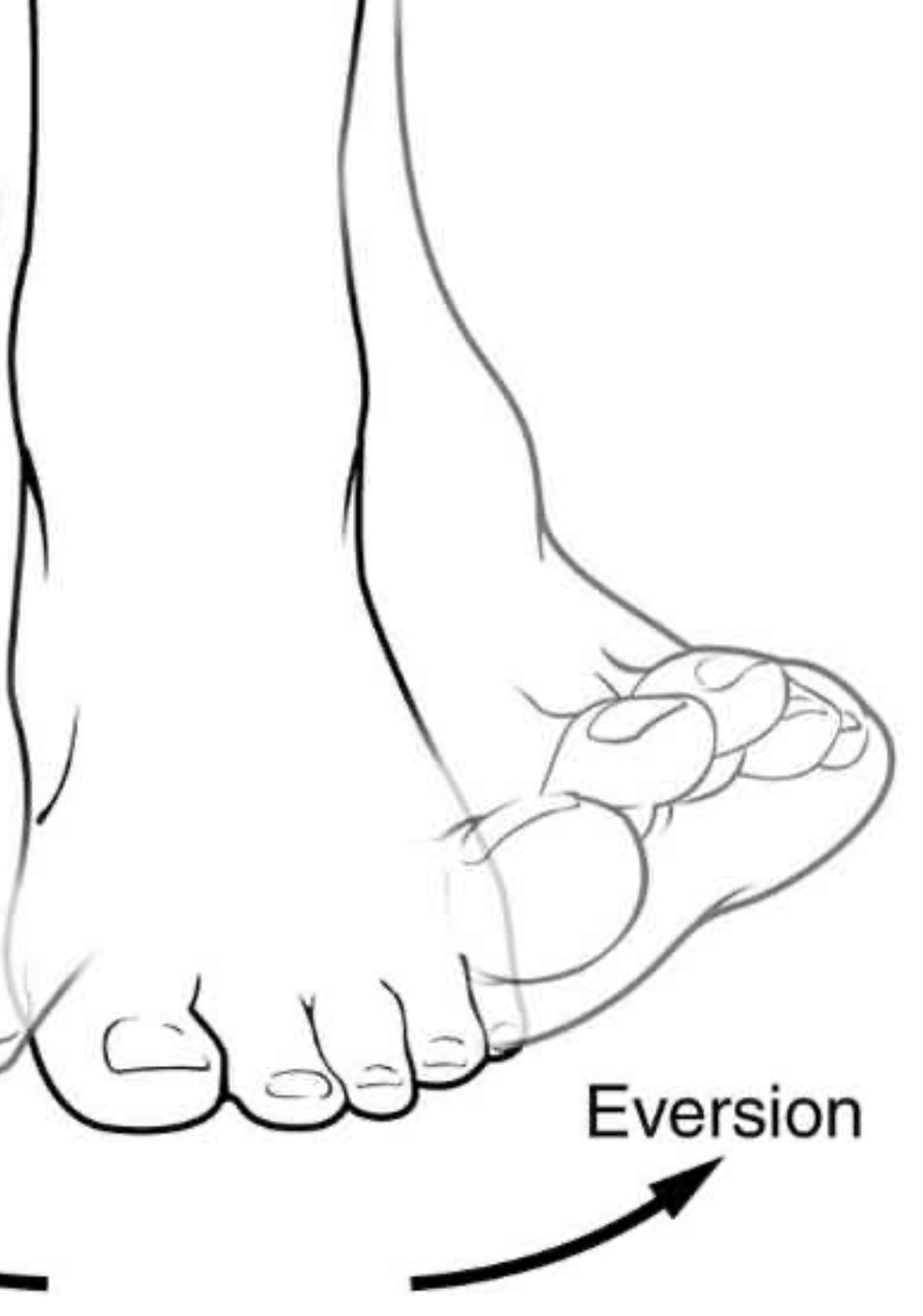 <p>Foot turned out from body</p>