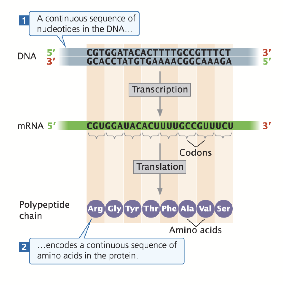 <p>In prokaryotes, the sequence of base pair triplets in the coding region of a gene specify a colinear sequence of amino acids in its polypeptide product.</p>