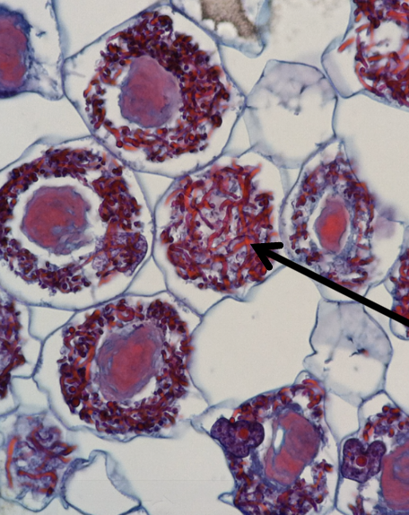 <p>arbuscular mycorrhizal fungi</p>