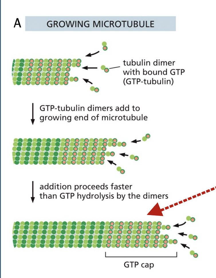 <p>The end of a microtubule, where the dimers are still attached to provide stability to the molecule</p>