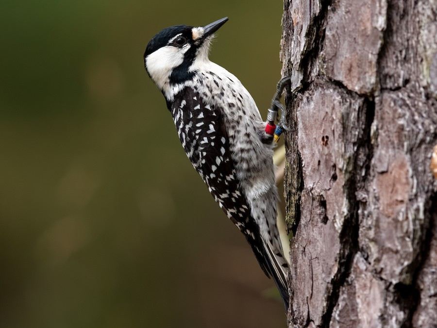 <p>Red-cockaded Woodpecker</p>