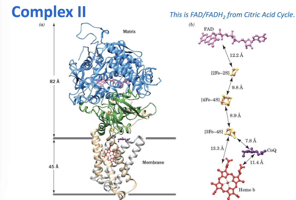 <p>Two electrons are passed from succinate to CoQ, but no protons are pumped </p>