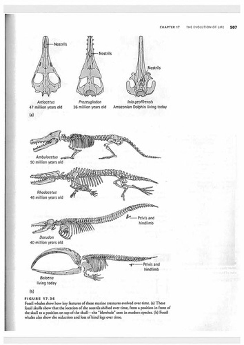 <p>species with in between traits (ex: Tiktaalik fish with weight bearing arms has been discovered through fossils. It is the intermediate between fish and living tetrapods) Reveal the relationship between species. They do not need to be perfect or even function in the same way as more complex forms, they only need to increase fitness of the organisms that possess them at that time.</p>