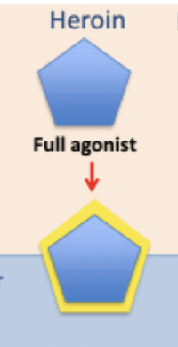 <p>full agonist (not neurotoxic but can cause death/respiratory failure)</p>