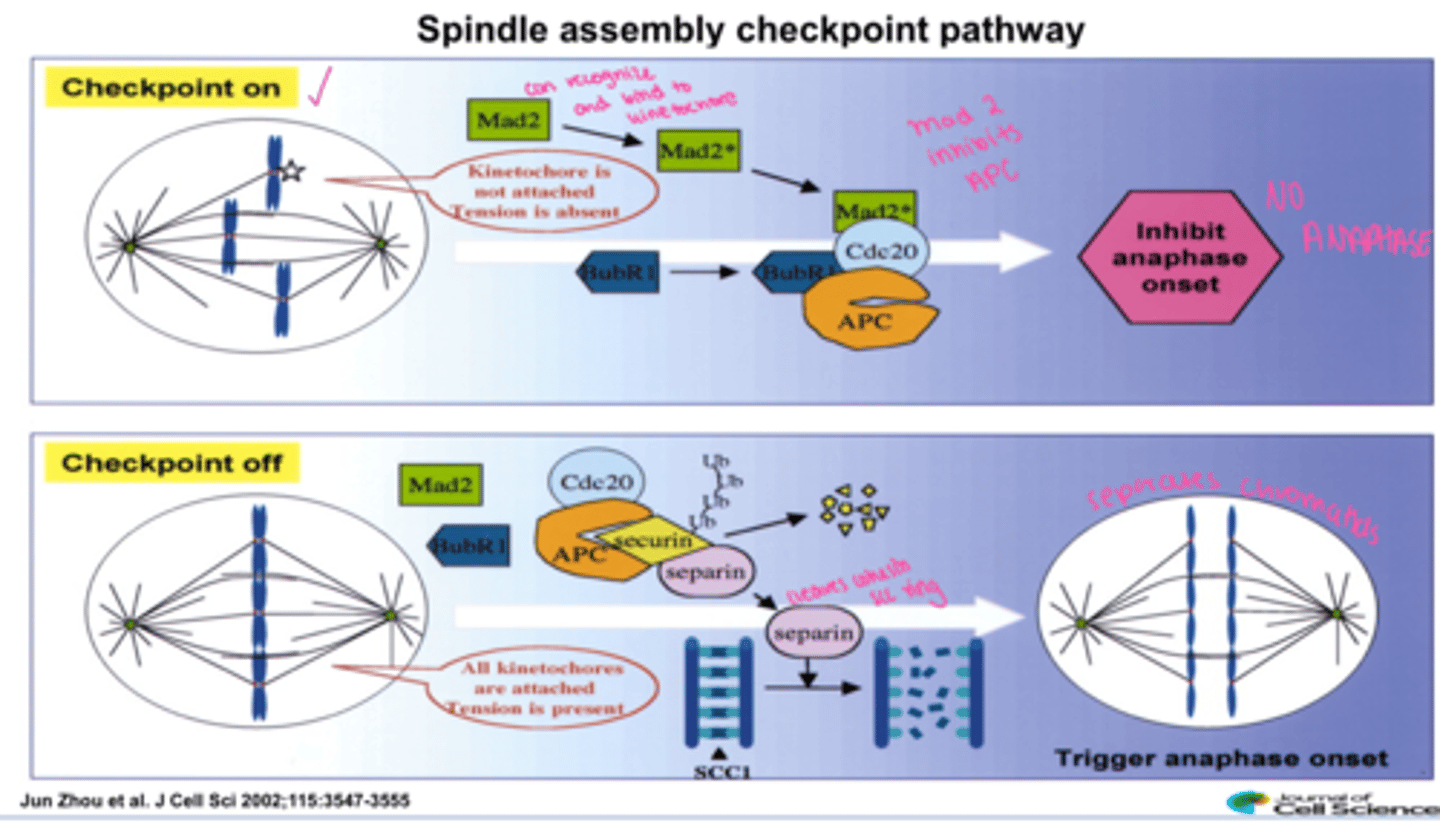 <p>Operates at the metaphase/anaphase transition to check for misaligned chromosomes (the third critical checkpoint).</p><p>Mad2 activated when misaligned and checkpoint is ON and inhibits anaphase</p><p>when all chromosomes are aligned hooray Mad2 is not active and securin is degraded and separin cleaves cohesin scc ring and anaphase occurs</p>
