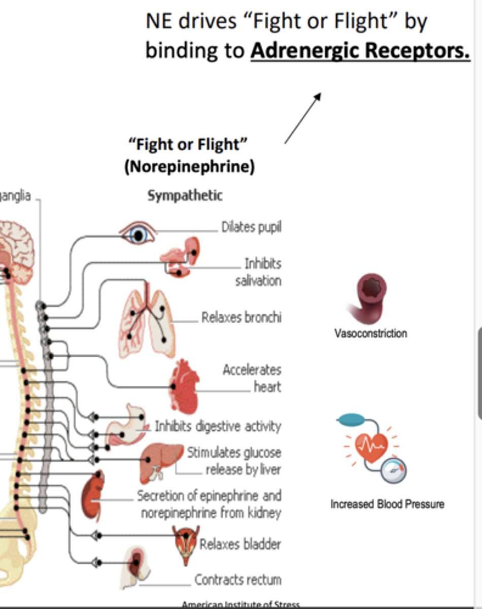 <p>- "fight or flight"</p><p>- adrenergic receptors</p>