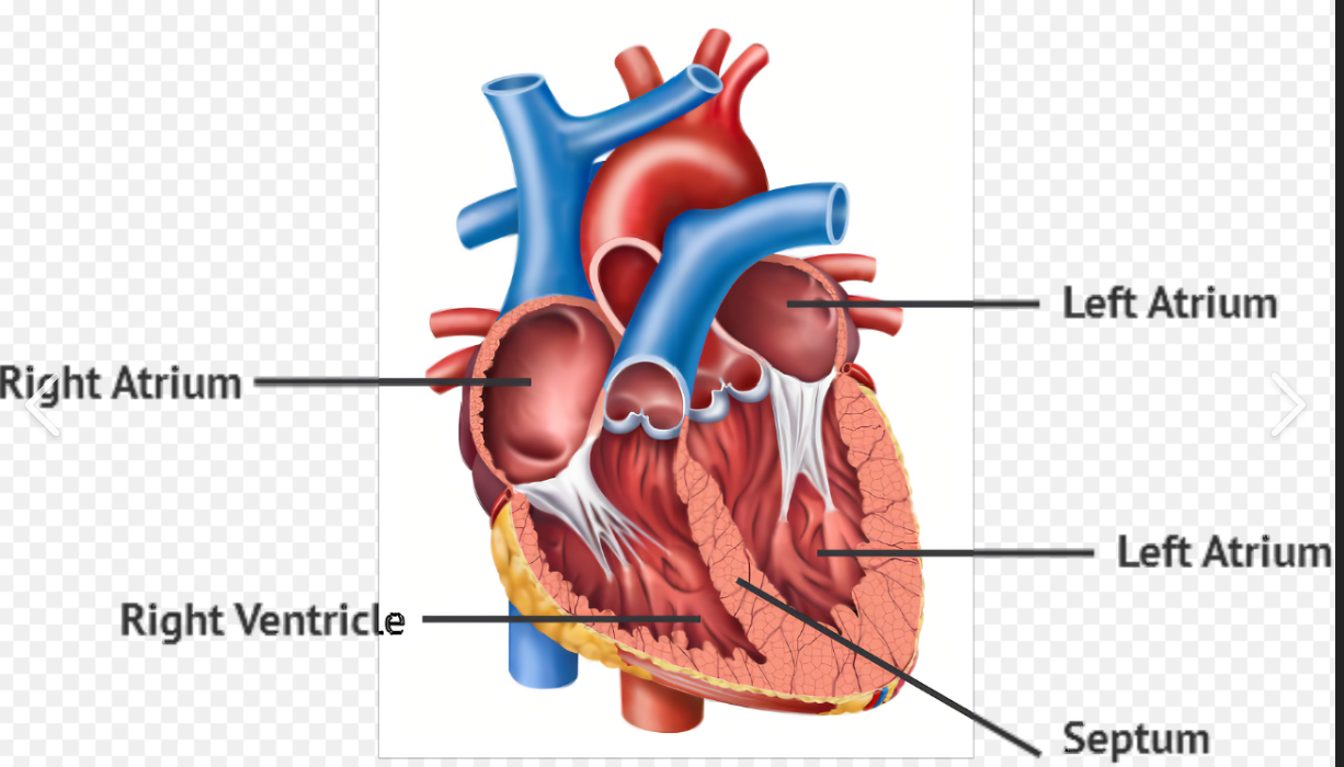 <ul><li><p><strong>Atrium</strong>: Upper chamber of the heart that receives blood.</p></li><li><p><strong>Ventricle</strong>: Lower chamber of the heart that pumps blood.</p></li></ul><p></p>