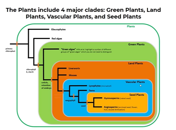 <ul><li><p><span style="background-color: transparent;">unicellular algae at the base of the plant clade</span></p></li><li><p><span style="background-color: transparent;">Only have asexual reproduction</span></p></li></ul><p></p>