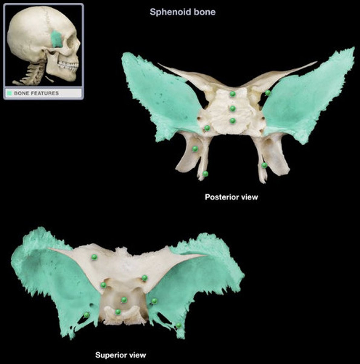 <p>sphenoid bone</p>